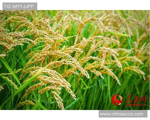 大米的营养价值与全球种植现状分析及未来发展趋势探讨